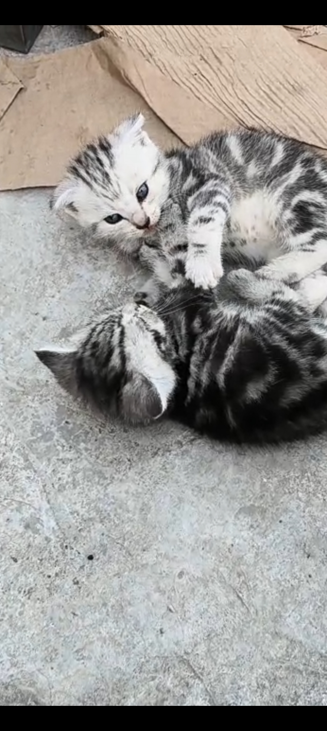 美短虎斑猫猫，纹路清晰，萌萌可爱